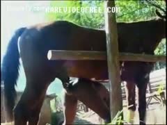 Stunning ebony amateur beastiality whore girl getting fucked from behind by a horse